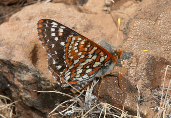 Euphydryas chalcedona macglashanii - The Chalcedona Checkerspot or Variable Checkerspot