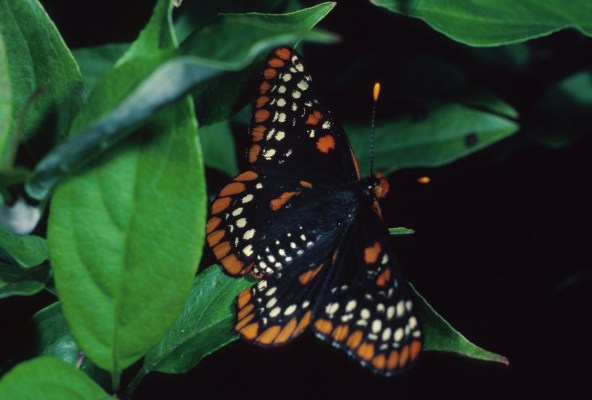 Euphydryas phaeton phaeton - The Baltimore Checkerspot