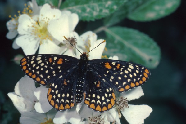 Euphydryas phaeton phaeton - The Baltimore Checkerspot