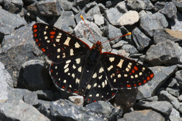 Euphydryas chalcedona colon - The Chalcedona Checkerspot or Variable Checkerspot
