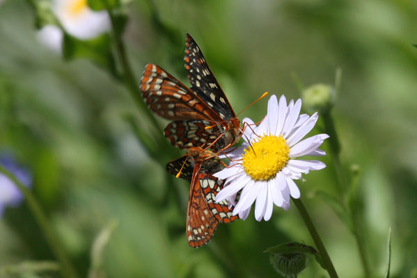 Euphydryas chalcedona colon - The Chalcedona Checkerspot or Variable Checkerspot