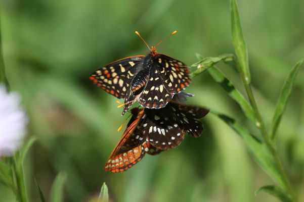 Euphydryas chalcedona colon - The Chalcedona Checkerspot or Variable Checkerspot