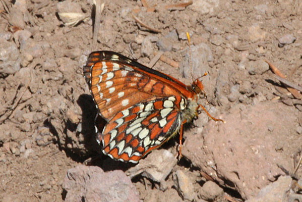 Euphydryas chalcedona colon - The Chalcedona Checkerspot or Variable Checkerspot