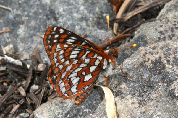 Euphydryas editha colonia - Edith's Checkerspot