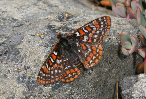 Euphydryas editha colonia - Edith's Checkerspot