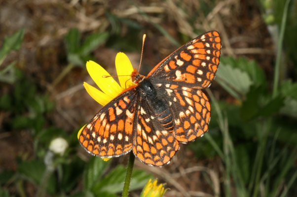 Euphydryas editha colonia - Edith's Checkerspot