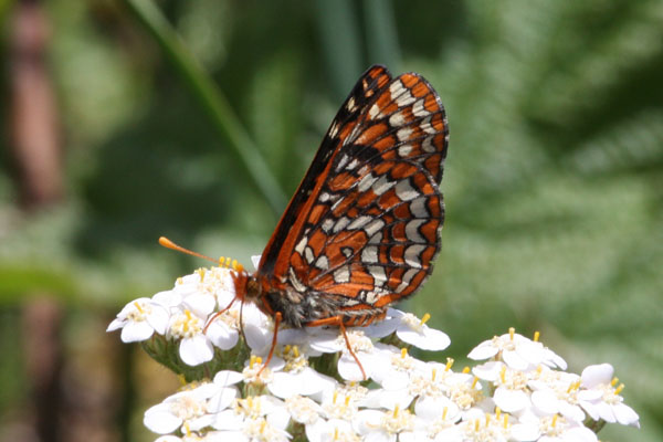 Euphydryas editha colonia - Edith's Checkerspot