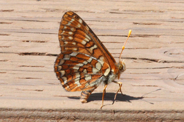 Euphydryas editha colonia - Edith's Checkerspot