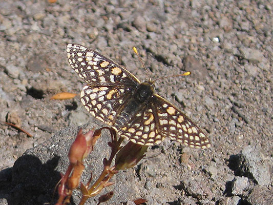 Euphydryas editha colonia - Edith's Checkerspot