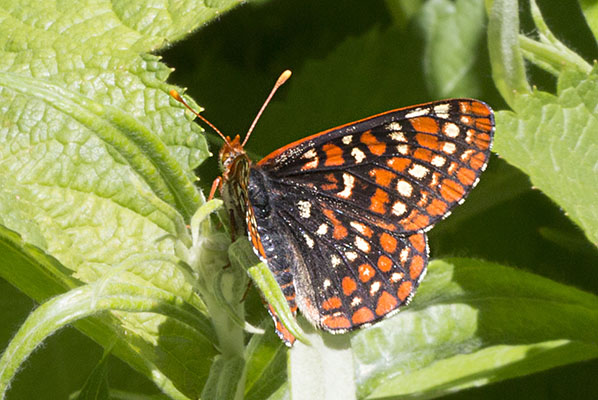 Euphydryas editha colonia - Edith's Checkerspot