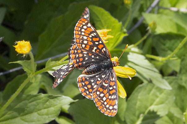 Euphydryas editha colonia - Edith's Checkerspot