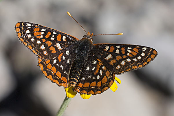 Euphydryas editha colonia - Edith's Checkerspot