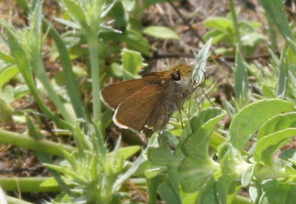 Euphyes vestris vestris - The Dun Skipper