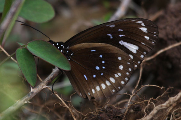 Euploea lewinii eschscholtzii - Crow Butterfly