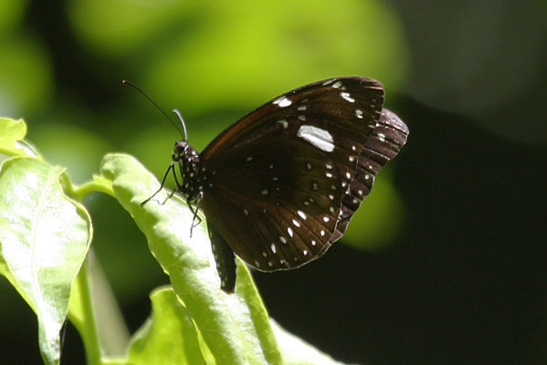 Euploea lewinii eschscholtzii - Crow Butterfly