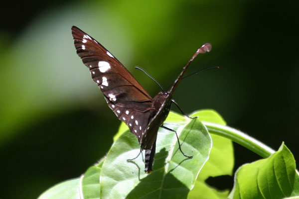 Euploea lewinii eschscholtzii - Crow Butterfly