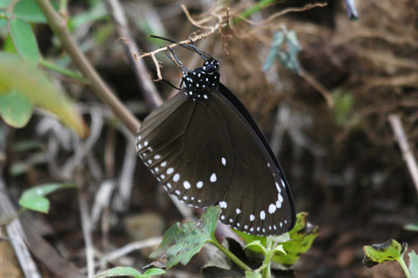 Euploea tulliolus forsteri