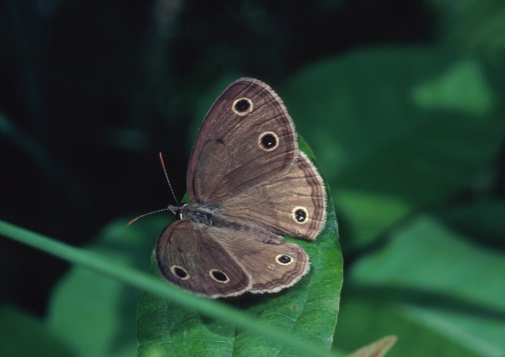 Euptychia cymela cymela - The Little Wood Satyr