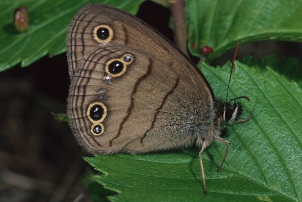 Euptychia cymela cymela - The Little Wood Satyr