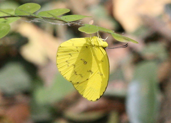 Eurema hecabe solifera - The Comon Grass Yellow