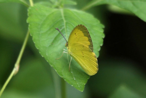 Eurema hecabe sulphurata - The Large Grass Yellow