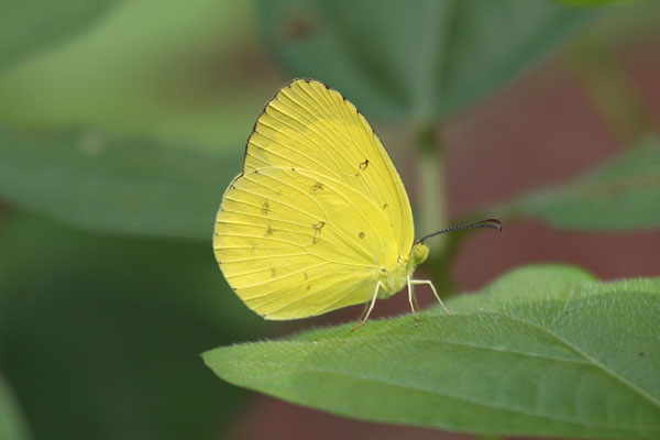 Eurema hecabe sulphurata - The Large Grass Yellow