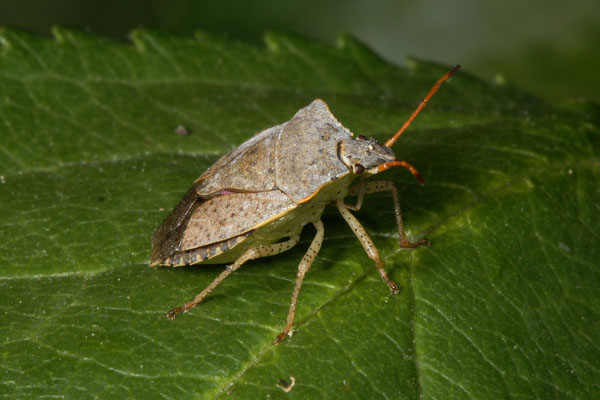 Euschistus conspersus - The Conspersus Stinkbug