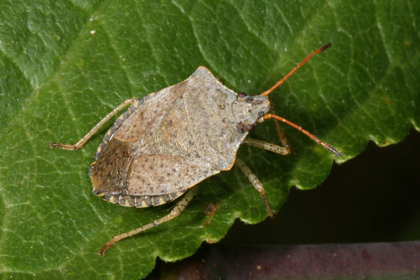 Euschistus conspersus - The Conspersus Stinkbug