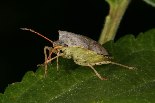 Euschistus conspersus - The Conspersus Stinkbug