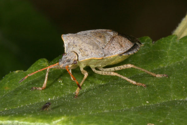 Euschistus conspersus - The Conspersus Stinkbug