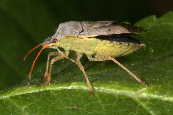 Euschistus conspersus - The Conspersus Stinkbug