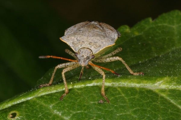 Euschistus conspersus - The Conspersus Stinkbug