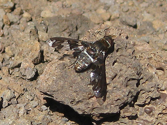 Exoprosopa dorcadion - Progressive Bee Fly