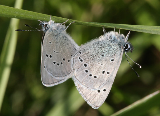 Glaucopsyche lygdamus columbia - The Silvery Blue