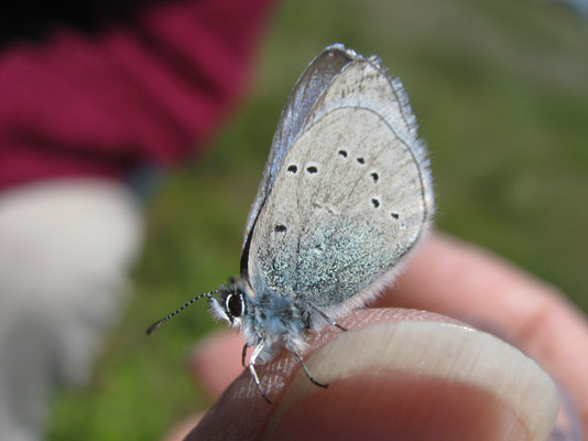 Glaucopsyche lygdamus columbia - The Silvery Blue