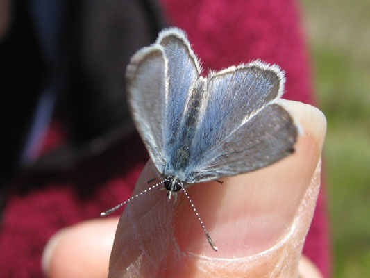 Glaucopsyche lygdamus columbia - The Silvery Blue