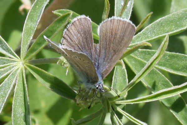 Glaucopsyche lygdamus columbia - The Silvery Blue