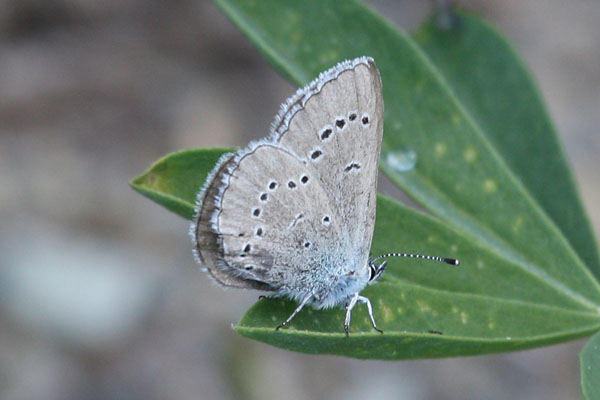 Glaucopsyche lygdamus columbia - The Silvery Blue