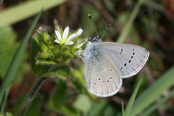 Glaucopsyche lygdamus columbia - The Silvery Blue