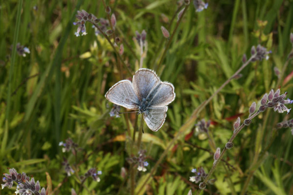 Glaucopsyche lygdamus columbia - The Silvery Blue