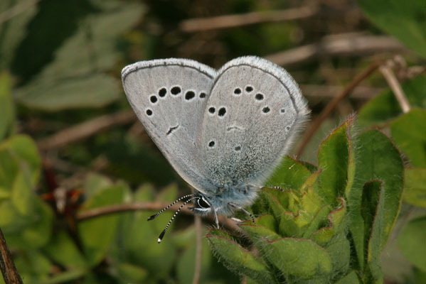 Glaucopsyche lygdamus columbia - The Silvery Blue