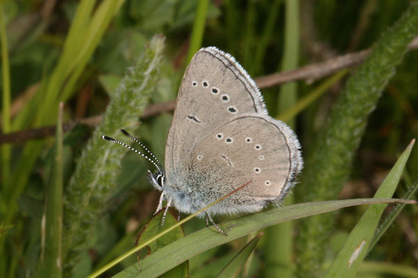 Glaucopsyche lygdamus columbia - The Silvery Blue