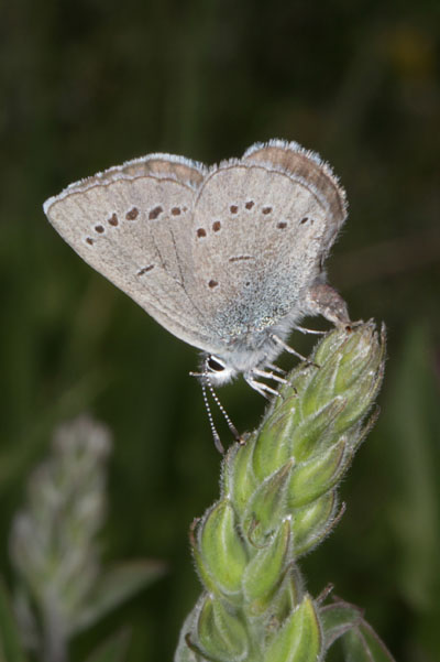 Glaucopsyche lygdamus columbia - The Silvery Blue