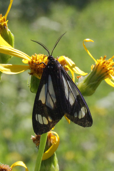 gnophaela vermiculata