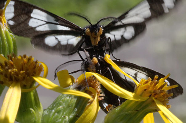 gnophaela vermiculata