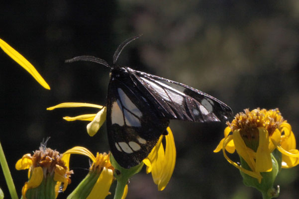 gnophaela vermiculata