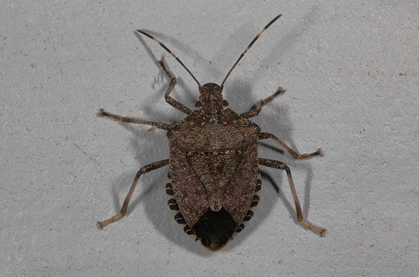 Halyomorpha halys - The Brown Marmorated Stink Bug