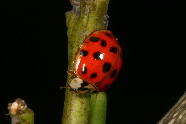 Harmonia axyridis - The Asian Spotted Laybird Beetle