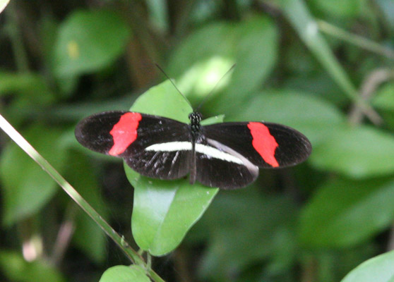 Heliconius erato petiverana, The Crimson-patched Longwing