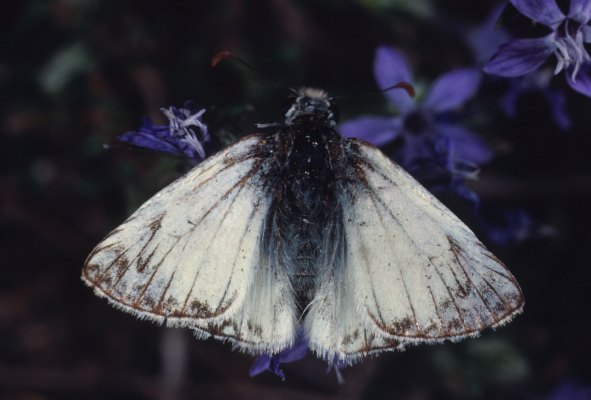 Heliopetes ericetorum - The Northern White-Skipper